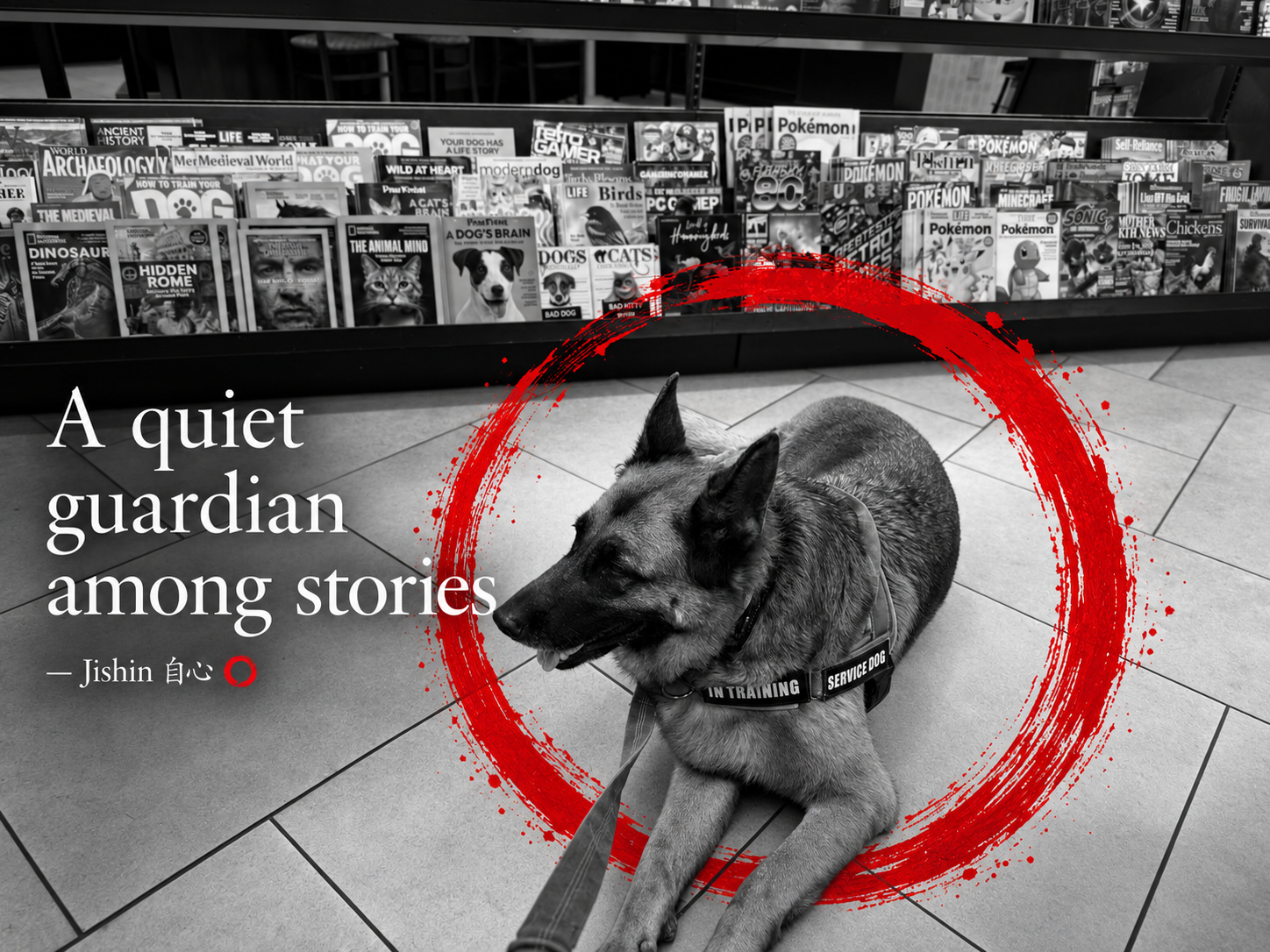 Nurit, a German Shepherd service dog, resting in a bookstore aisle, in black and white with a red ensō