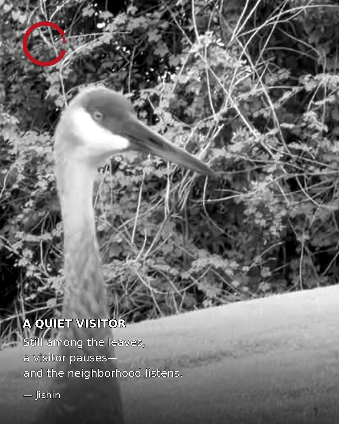 A crane among leafy branches, in black and white with a red ensō